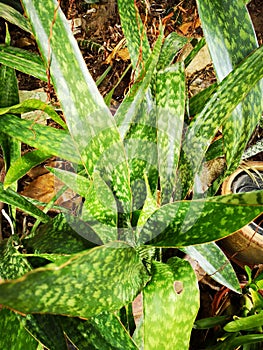 Sansevieria trifasciata, Dracaenaceae, leavesÃ¢â¬â¹ plantaeÃ¢â¬â¹ Ã¢â¬â¹ photo